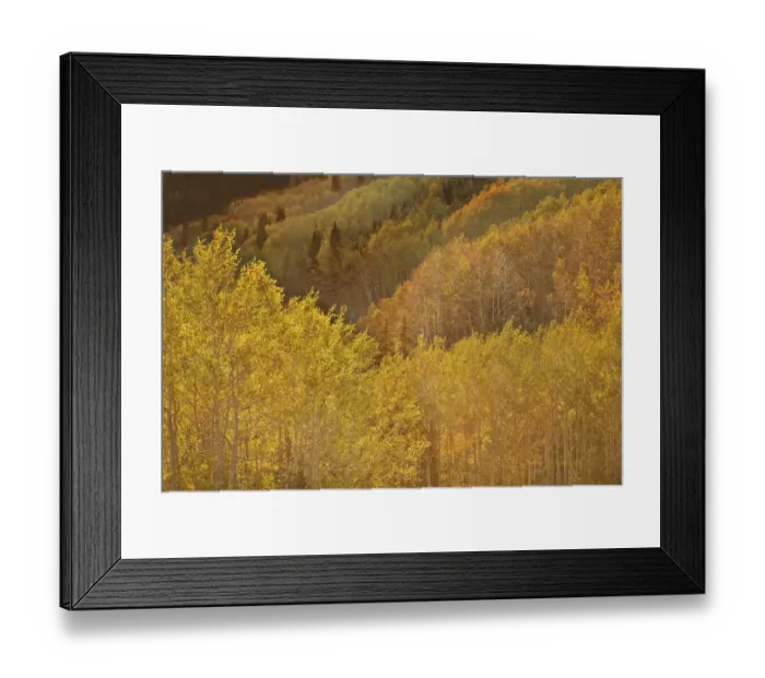 Framed Print : USA, Utah, Guardsman Pass. Aspen trees showing autumn colors. Credit as: Don Grall Framed Print : USA, Utah, Guardsman Pass. Aspen trees showing autumn colors. Credit as: Don Grall