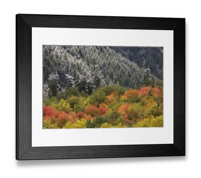 Framed Print : USA, Utah, Little Cottonwood Canyon. Autumn snowfall decorates spruce-covered mountainsides