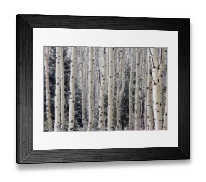 Framed Print : USA, Utah. Aspen trees in Hells Backbone area. Credit as: Don Paulson / Jaynes Framed Print : USA, Utah. Aspen trees in Hells Backbone area. Credit as: Don Paulson / Jaynes