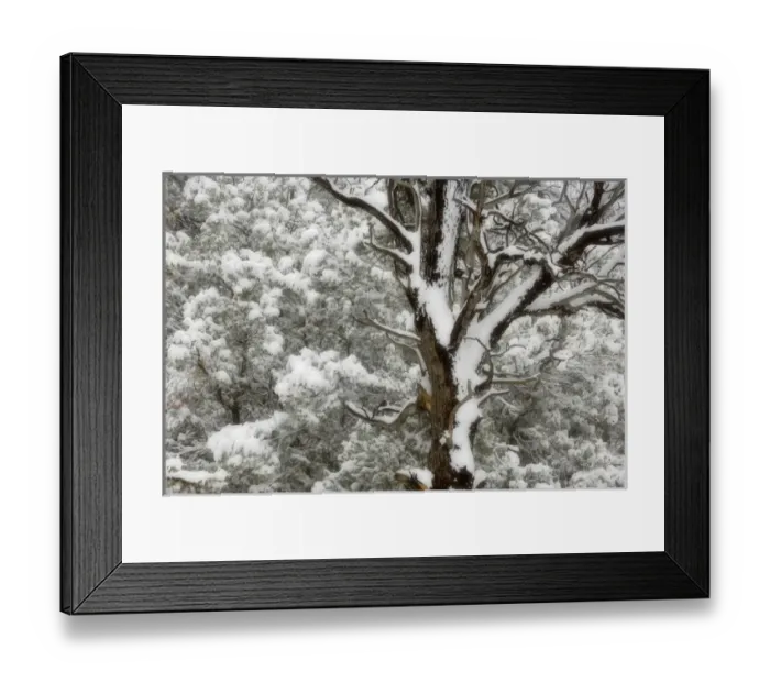 Framed Print : USA, Utah. Juniper and pine trees blanketed with fresh snow. Credit as: Don Paulson