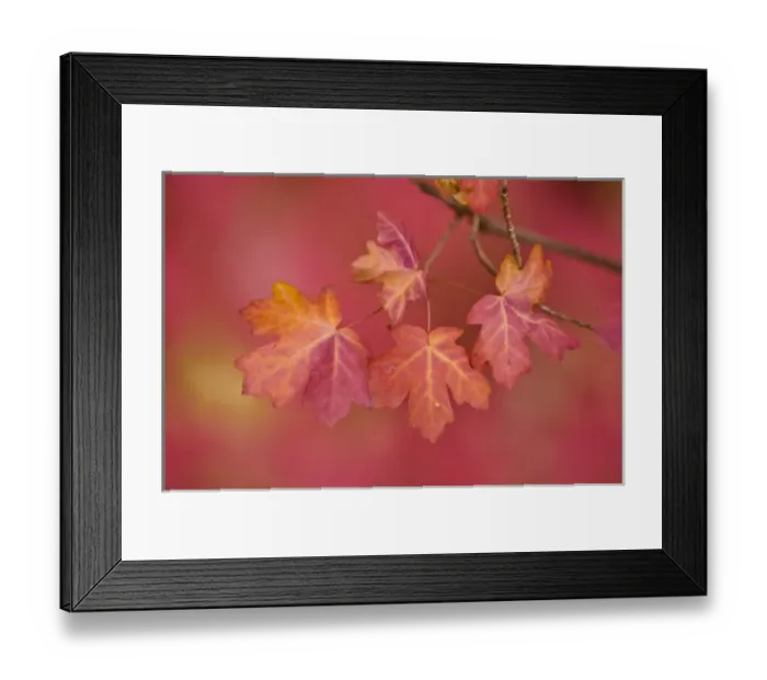 Framed Print : USA, Utah, Zion National Park. Close-up of sawtooth maple branch. Credit as: Nancy Framed Print : USA, Utah, Zion National Park. Close-up of sawtooth maple branch. Credit as: Nancy