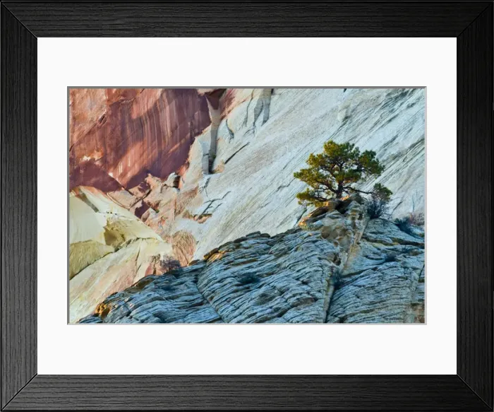 Framed Print : USA, Utah, Zion National Park. Last light on red-rock butte and tree. Credit as Framed Print : USA, Utah, Zion National Park. Last light on red-rock butte and tree. Credit as