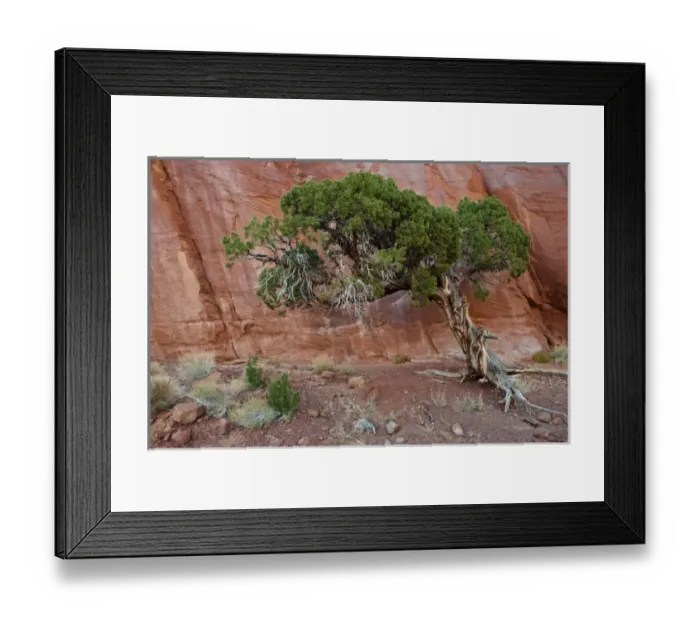 Framed Print : USA, Utah, Monument Valley Navajo Tribal Park. Old juniper tree survives in barren land Framed Print : USA, Utah, Monument Valley Navajo Tribal Park. Old juniper tree survives in barren land
