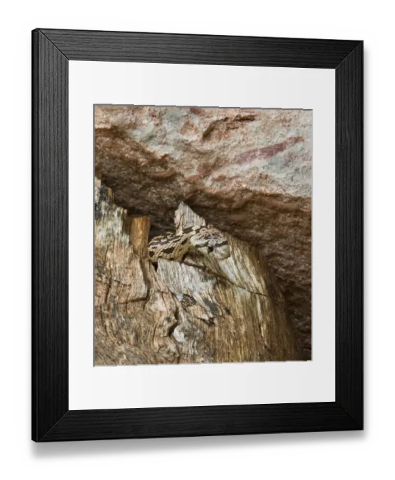 Framed Print : USA, Utah, Zion National Park. Close-up of gopher snake in dead tree trunk. Credit as Framed Print : USA, Utah, Zion National Park. Close-up of gopher snake in dead tree trunk. Credit as