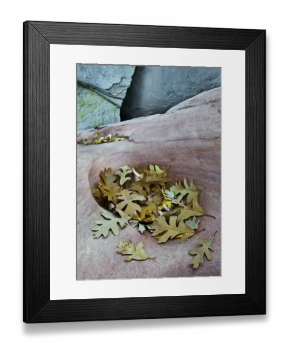 Framed Print : USA, Utah, Zion National Park. Gambel oak leaves fallen on red rock in canyon. Credit as Framed Print : USA, Utah, Zion National Park. Gambel oak leaves fallen on red rock in canyon. Credit as