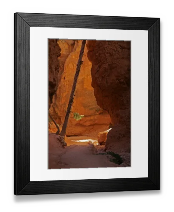 Framed Print : USA, Utah, Bryce Canyon National Park. Pine tree leans against cliff face on Najavo Trail Framed Print : USA, Utah, Bryce Canyon National Park. Pine tree leans against cliff face on Najavo Trail
