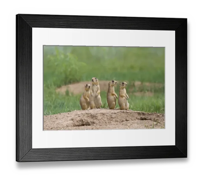 Framed Print : USA, Utah, Bryce Canyon National Park. Close-up of endangered Utah prairie dogs outside their den Framed Print : USA, Utah, Bryce Canyon National Park. Close-up of endangered Utah prairie dogs outside their den