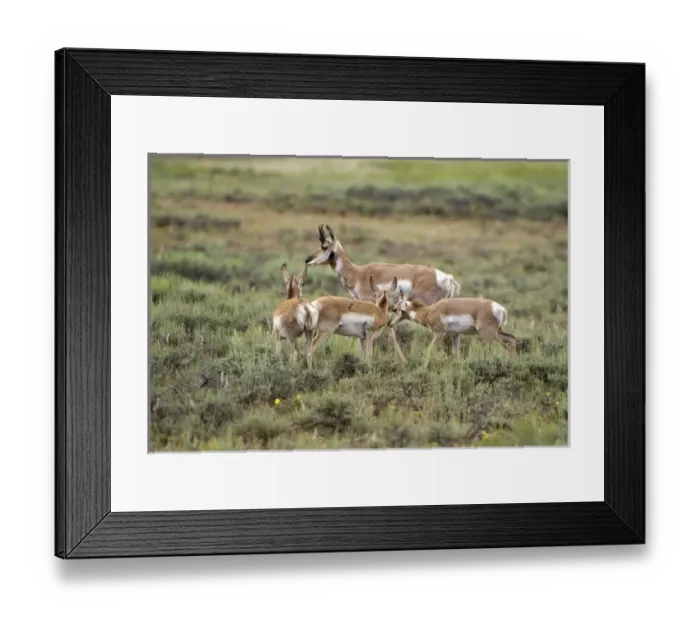 Framed Print : USA, Utah, Bryce Canyon National Park. Pronghorn antelope graze in open plains in Framed Print : USA, Utah, Bryce Canyon National Park. Pronghorn antelope graze in open plains in