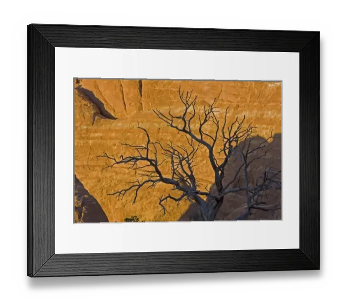 Framed Print : USA, Utah, Arches National Park. Juniper tree skeleton silhouetted against a rock wall at sunset Framed Print : USA, Utah, Arches National Park. Juniper tree skeleton silhouetted against a rock wall at sunset