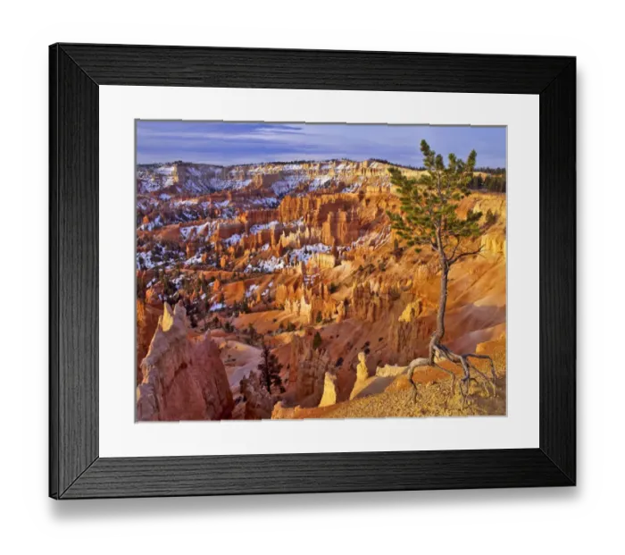 Framed Print : USA, Utah, Bryce Canyon National Park. Limber pine at Bryce Amphitheater; snow amid Framed Print : USA, Utah, Bryce Canyon National Park. Limber pine at Bryce Amphitheater; snow amid