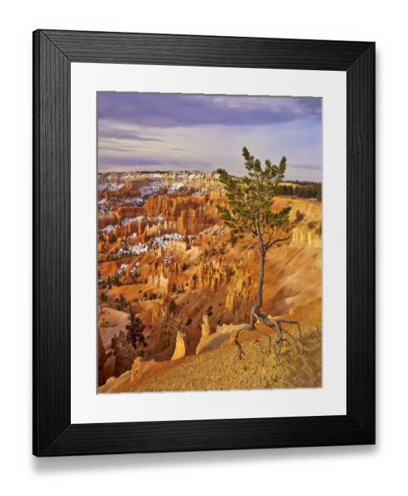 Framed Print : USA, Utah, Bryce Canyon National Park. Limber pine at Bryce Amphitheater; snow amid