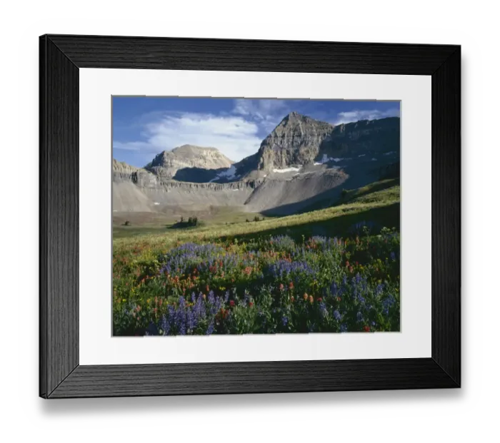 Framed Print : USA, Utah, Uinta-Wasatch-Cache National Forest, Wildflower meadows below Mount Timpangos