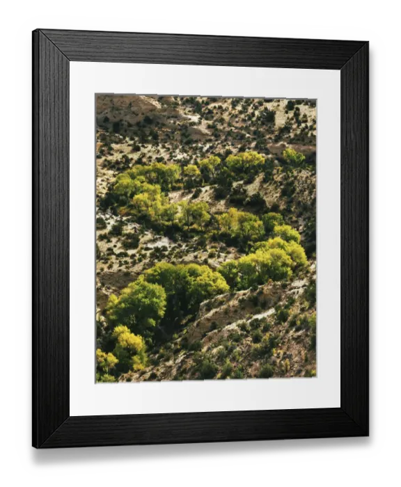 Framed Print : USA, Utah, Grand Staircase-Escalante National Monument, Fremont Cottonwoods in Dry Hollow Framed Print : USA, Utah, Grand Staircase-Escalante National Monument, Fremont Cottonwoods in Dry Hollow