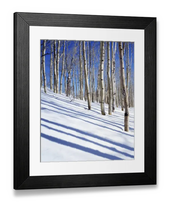 Framed Print : USA, Utah, Dixie National Forest, Aspen Grove