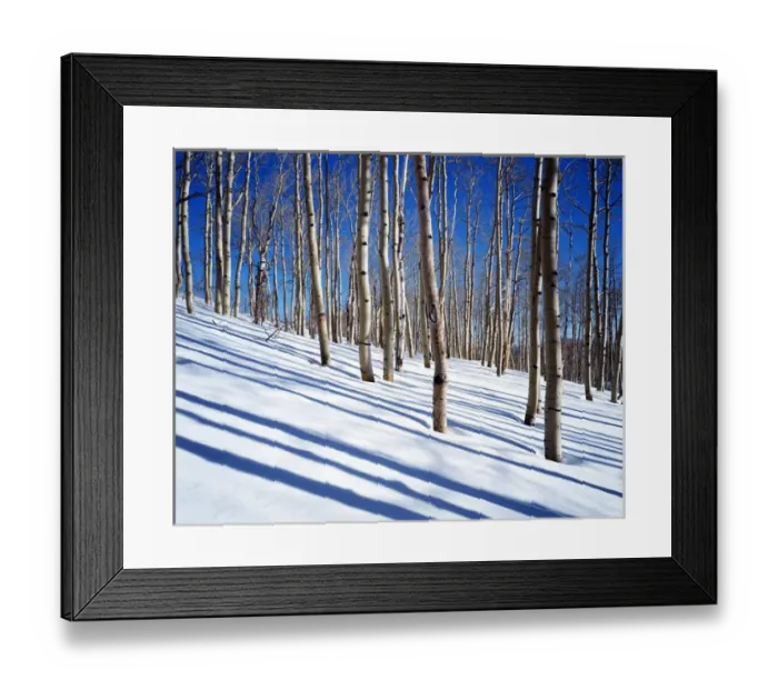 Framed Print : USA, Utah, Dixie National Forest, Aspen Grove Framed Print : USA, Utah, Dixie National Forest, Aspen Grove