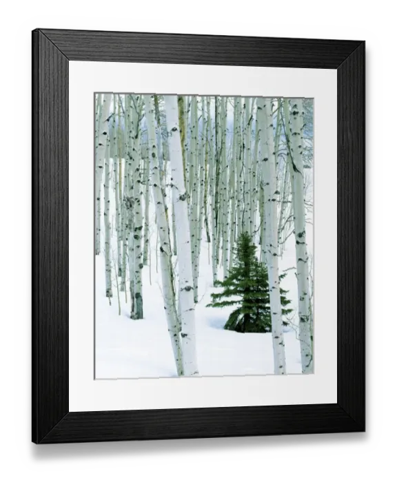 Framed Print : USA, Utah, Dixie National Forest, Fir in Aspen grove Framed Print : USA, Utah, Dixie National Forest, Fir in Aspen grove