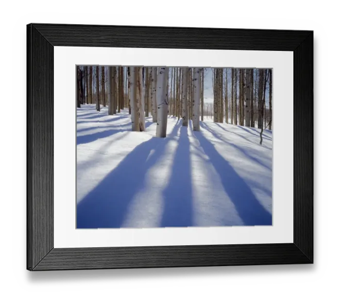 Framed Print : USA, Utah, Dixie National Forest, Aspens in winter Framed Print : USA, Utah, Dixie National Forest, Aspens in winter
