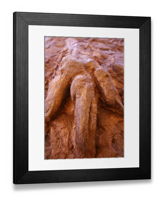 Framed Print : Fossilized Dinosaur Track in St George Utah