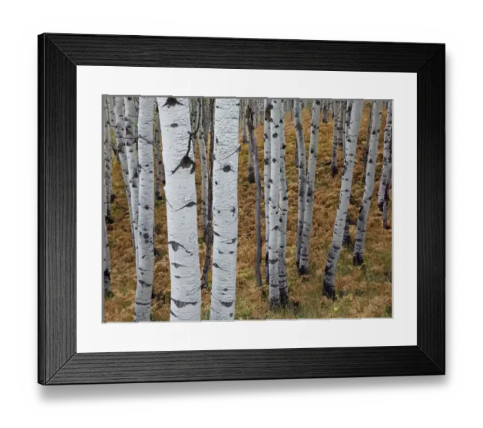 Framed Print : USA, Utah, Uinta-Wasatch-Cache National Forest, Alpine Loop Scenic Byway, aspen Framed Print : USA, Utah, Uinta-Wasatch-Cache National Forest, Alpine Loop Scenic Byway, aspen