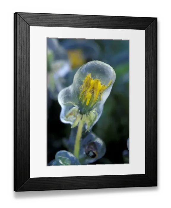 Framed Print : NA, USA, Utah, Lyman Ice-encased dandelion