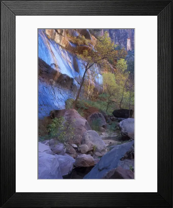 Framed Print : Fall color in Zion National Park Framed Print : Fall color in Zion National Park