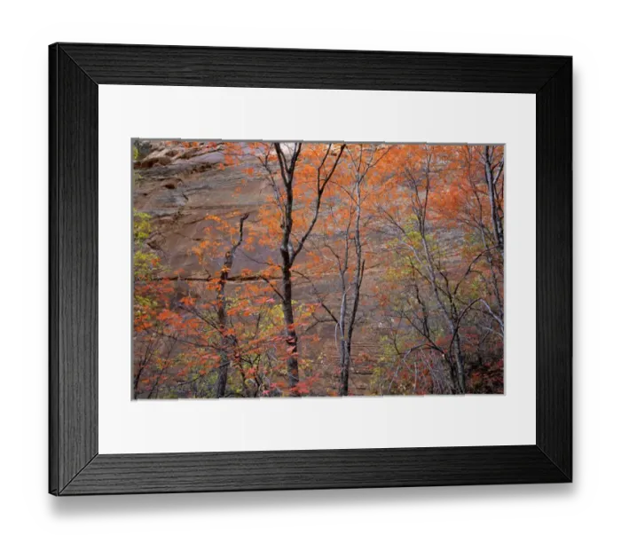 Framed Print : Fall color in Zion National Park, Utah Framed Print : Fall color in Zion National Park, Utah