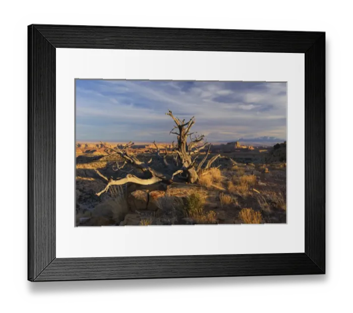 Framed Print : USA, Utah. A dead snag overlooking the San Rafael Swell Framed Print : USA, Utah. A dead snag overlooking the San Rafael Swell