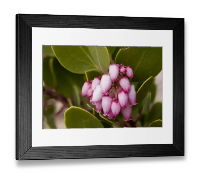 Framed Print : Greenleaf manzanita, Arctostaphylos patula, Wildflower, Zion National Park, Utah, USA