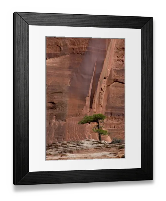 Framed Print : USA, Utah, Zion National Park, Lone Tree on Sandstone Rock Formation and Sheer Cliffs Framed Print : USA, Utah, Zion National Park, Lone Tree on Sandstone Rock Formation and Sheer Cliffs