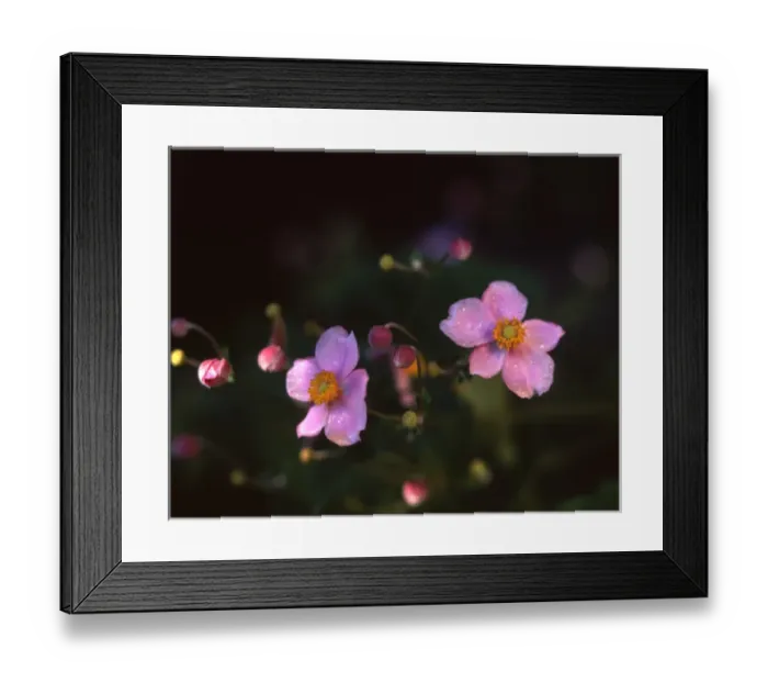 Framed Print : Anemone Japonica and opening buds, Utah Framed Print : Anemone Japonica and opening buds, Utah