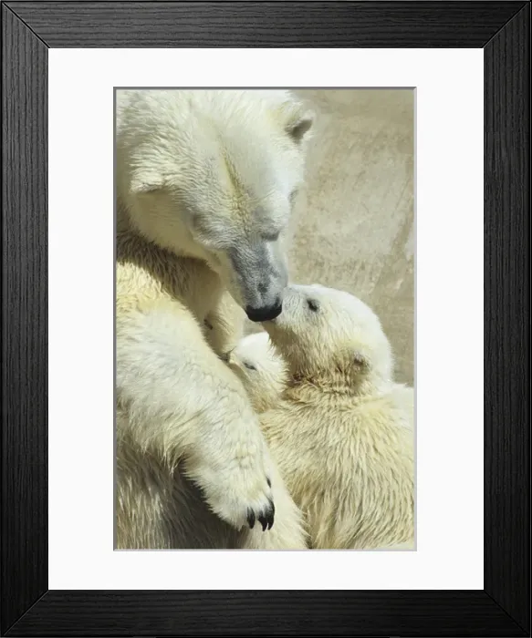 Framed Print : BE-631 Captive polar bear (Ursus maritimus) sow and cub pause from nursing. Hogle Zoo
