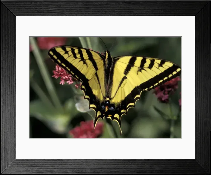 Framed Print : USA, Utah Two-tailed swallowtail butterfly (Papilio multicaudata) on red valerian Framed Print : USA, Utah Two-tailed swallowtail butterfly (Papilio multicaudata) on red valerian