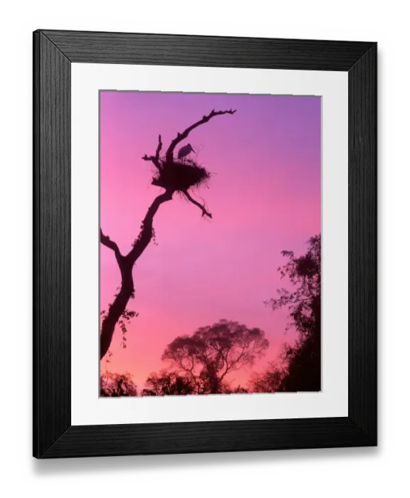 Framed Print : Brazil, Fish Springs Wildlife Refuge, Snowy Egret (Egretta thula)