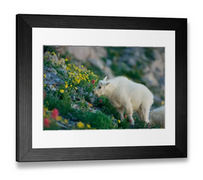 Framed Print : USA, Utah, Wasatch Mountains, Mt Timpanogos Wilderness Area, Young Mountain Goat Framed Print : USA, Utah, Wasatch Mountains, Mt Timpanogos Wilderness Area, Young Mountain Goat