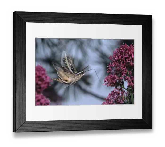 Framed Print : Sphinx Moth (Hyles lineata) on a Valerian. Salt Lake City, Utah