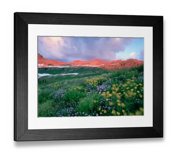 Framed Print : USA, Utah, Timpanogos Wilderness, Mt, Mountain Lupine (Lupinus argenteus) and Indian Framed Print : USA, Utah, Timpanogos Wilderness, Mt, Mountain Lupine (Lupinus argenteus) and Indian