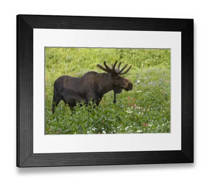 Framed Print : Bull moose (Alces alces) in wildflowers, Little Cottonwood Canyon, Wasatch-Cache National Forest Framed Print : Bull moose (Alces alces) in wildflowers, Little Cottonwood Canyon, Wasatch-Cache National Forest