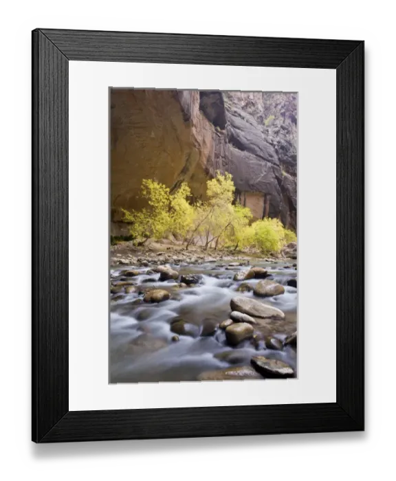 Framed Print : Box Elder Trees, acer negundo, in fall foliage, on bank of cascading Virgin River Framed Print : Box Elder Trees, acer negundo, in fall foliage, on bank of cascading Virgin River