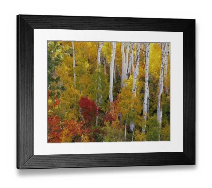 Framed Print : Quaking Aspen (Populus tremuloides) grow as a colony from a single seedling among Maple trees Framed Print : Quaking Aspen (Populus tremuloides) grow as a colony from a single seedling among Maple trees
