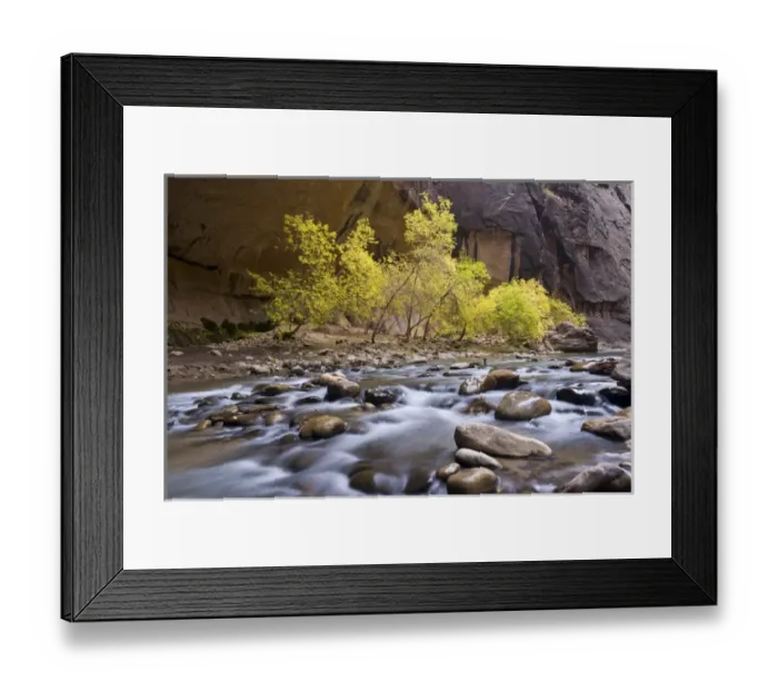 Framed Print : Box Elder Trees, acer negundo, in fall foliage, on bank of cascading Virgin River
