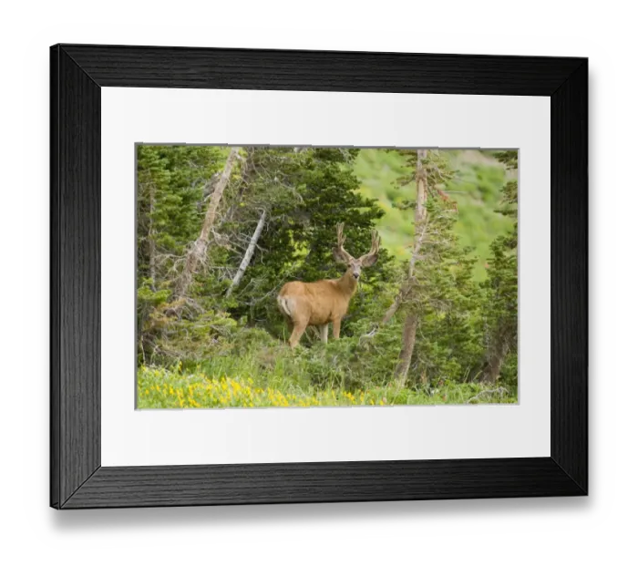 Framed Print : Mule deer(Odocoileus hemionus) in wildflowers, Little Cottonwood Canyon, Wasatch Mountains Framed Print : Mule deer(Odocoileus hemionus) in wildflowers, Little Cottonwood Canyon, Wasatch Mountains