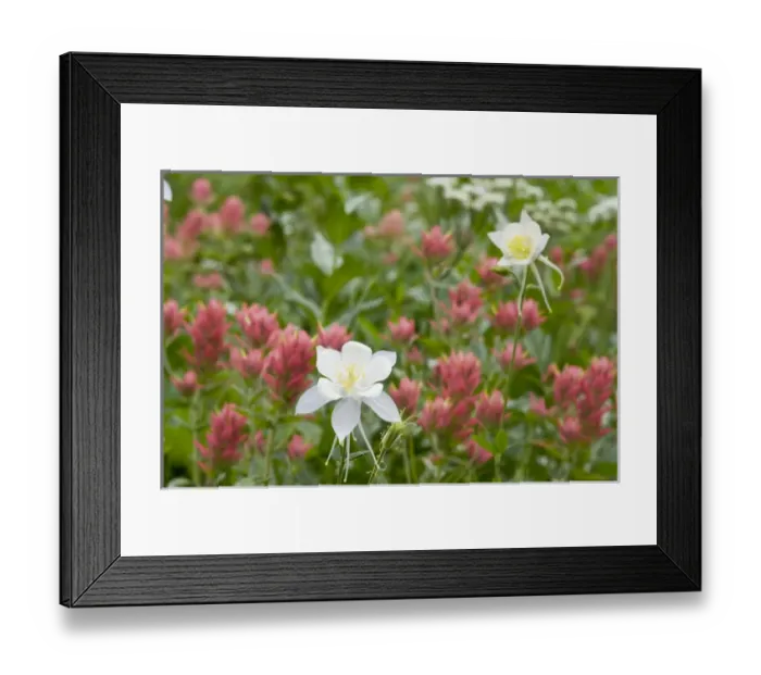Framed Print : Indian Paintbrush and Columbine, Albion Basin, Little Cottonwood Canyon near Alta Framed Print : Indian Paintbrush and Columbine, Albion Basin, Little Cottonwood Canyon near Alta