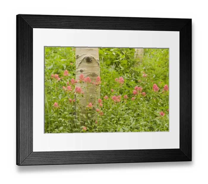 Framed Print : Aspen Trees, Populus tremuloides, also known as American Aspen, Quaking Aspen, Trembling Aspen Framed Print : Aspen Trees, Populus tremuloides, also known as American Aspen, Quaking Aspen, Trembling Aspen