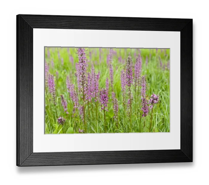 Framed Print : Elephant Head wildflower. Pedicularis groenlandica growing in wetland, near Albion Basin