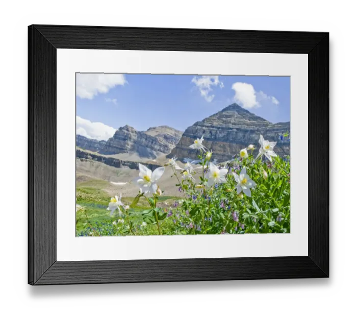Framed Print : Colorado Columbine (Aquilegia coerulea) with Mount Timpanogos in background, Mt Framed Print : Colorado Columbine (Aquilegia coerulea) with Mount Timpanogos in background, Mt
