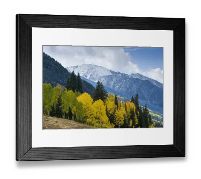 Framed Print : Golden Aspen Trees, in fall colors, Little Cottonwood Canyon, near Salt Lake city and Snowbird Framed Print : Golden Aspen Trees, in fall colors, Little Cottonwood Canyon, near Salt Lake city and Snowbird