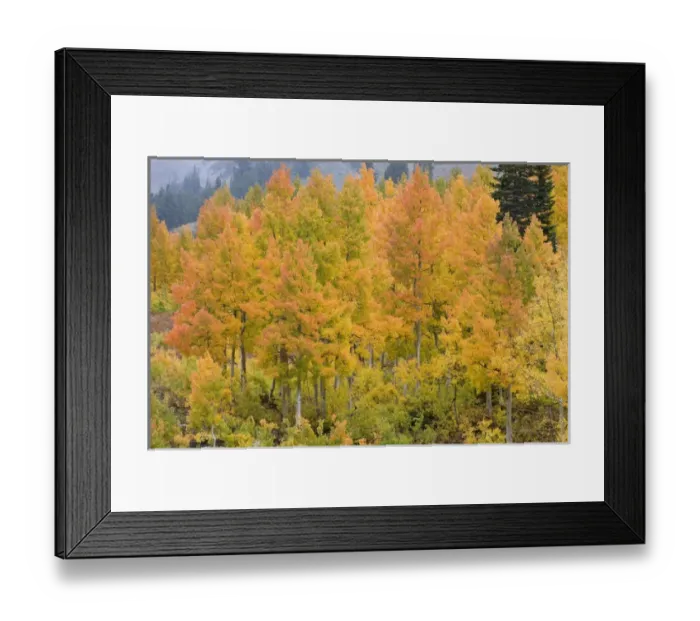 Framed Print : Golden Aspen Trees, in fall colors, Little Cottonwood Canyon, near Salt Lake city and Snowbird Framed Print : Golden Aspen Trees, in fall colors, Little Cottonwood Canyon, near Salt Lake city and Snowbird