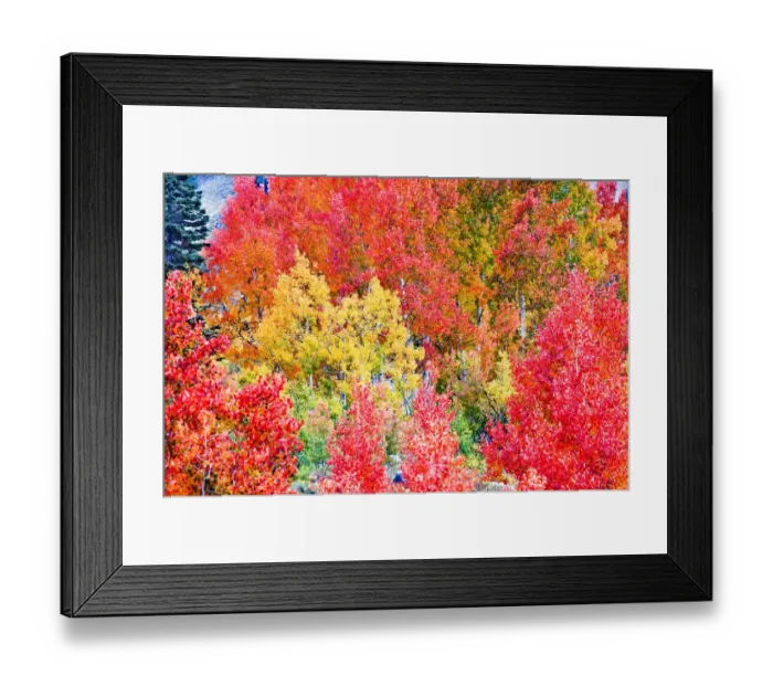 Framed Print : Pine trees among Yellow, Orange, and Red Aspens, Little Cottonwood Canyon, near Alta Ski Resort Framed Print : Pine trees among Yellow, Orange, and Red Aspens, Little Cottonwood Canyon, near Alta Ski Resort