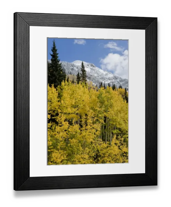 Framed Print : Golden Aspen Trees in fall colors with snow at the top of Snowbird Ski Resort, Little Framed Print : Golden Aspen Trees in fall colors with snow at the top of Snowbird Ski Resort, Little