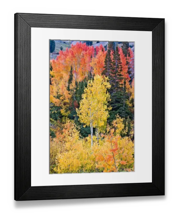 Framed Print : Pine trees among Yellow, Orange, and Red Aspens, Little Cottonwood Canyon, near Alta Ski Resort Framed Print : Pine trees among Yellow, Orange, and Red Aspens, Little Cottonwood Canyon, near Alta Ski Resort